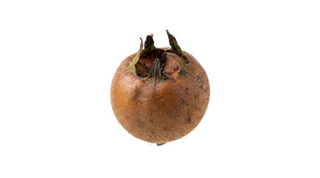 Single ripe medlar fruit isolated on a white background, healthy organic mespilus germanica harvested in autumn season