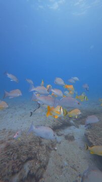 fish swimming in ocean with coral reef