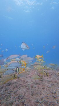 fish swimming in ocean with coral reef