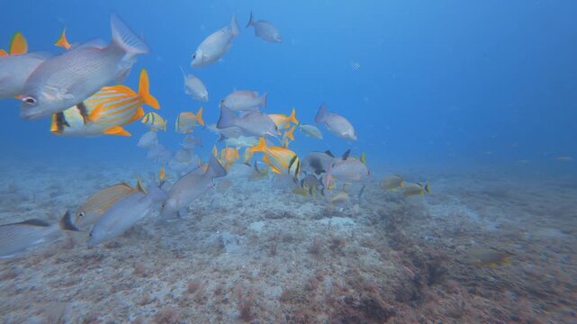 fish swimming in ocean with coral reef