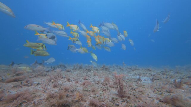 fish swimming in ocean with coral reef