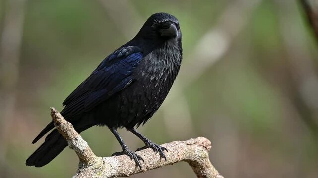 Close-up of a wild common raven perched on a tree branch in nature, detailed black feathers and sharp beak, cinematic wildlife portrait