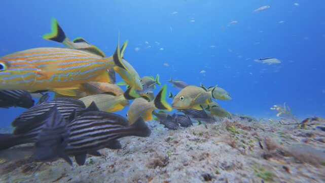 fish swimming in ocean with coral reef