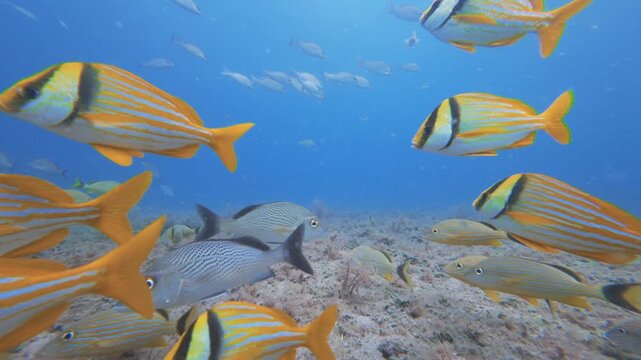 fish swimming in ocean with coral reef