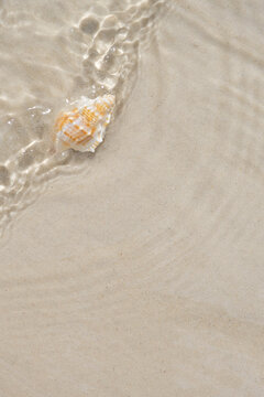 Seashell on sandy beach with gentle sea wave, summer vacation background with copy space