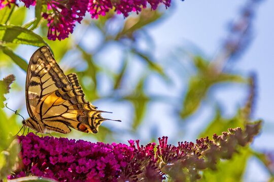 Schmetterling - Schwalbenschwanz - Falter - Allg&auml;u - Flieder