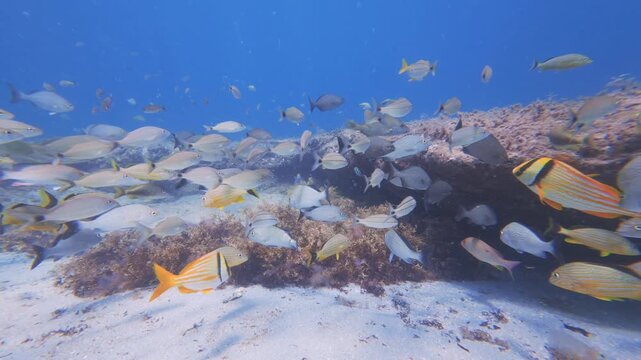 fish swimming in ocean with coral reef