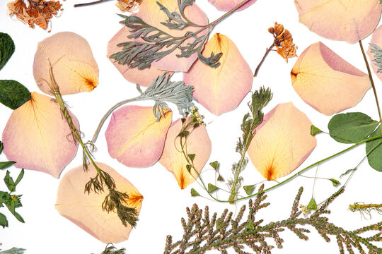 A decorative layout of pressed pink flower petals and assorted green leaves on a white background.