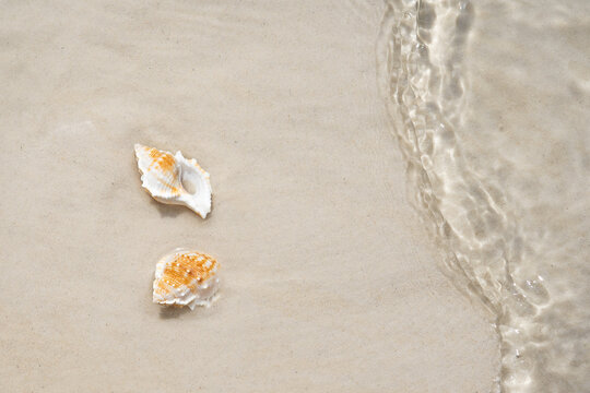 Seashells on sandy beach with gentle sea wave, summer vacation background with copy space