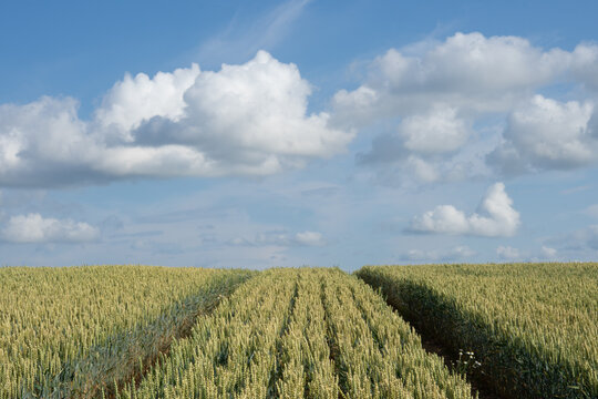 Tractor tracks through ripening wheat field under summer sky