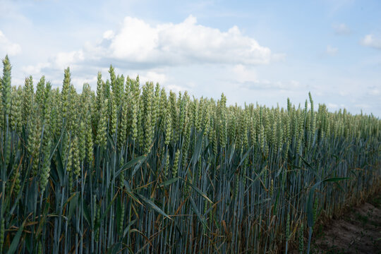 Dense ripening wheat plants in agricultural field, close view of grain crop before harvest