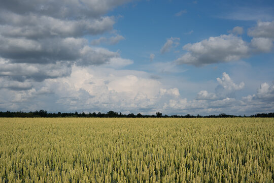 Ripening wheat field under blue sky with white clouds, summer agricultural landscape
