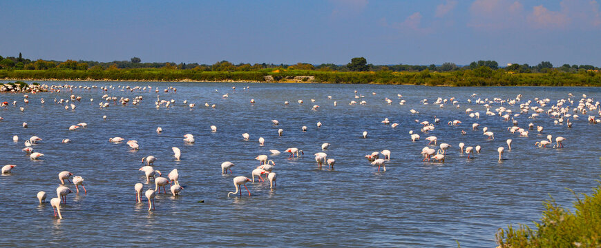 flamands roses en Camargue