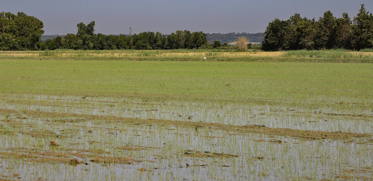 rizi&egrave;re en Camargue