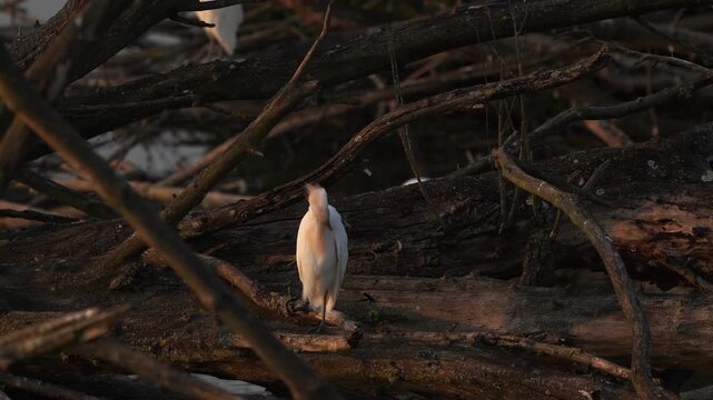 An adult western cattle egret (Ardea ibis) inspecting its surroundings while standing on an old branch in a march