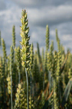 Wheat ear against blue sky and clouds, ripening grain crop in summer agricultural field