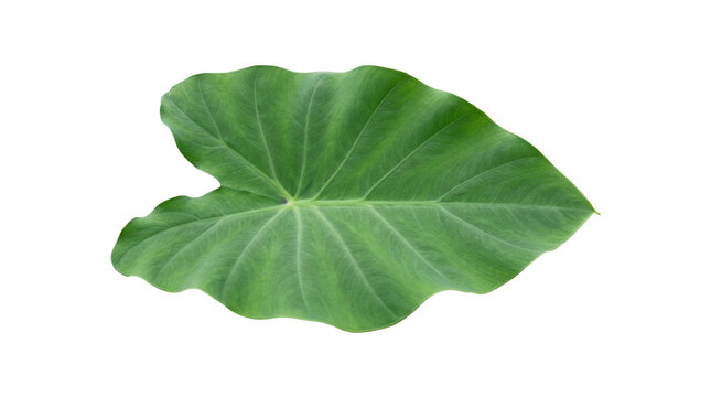Vibrant Green Elephant Ear Leaf Isolated on White Background Large Tropical Taro Leaf with Visible Vein Texture