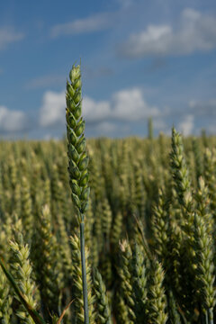 Wheat ear against blue sky and clouds, ripening grain crop in summer agricultural field