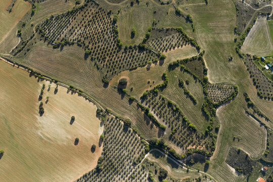 Aerial farmland and olive grove patterns near Guadalajara