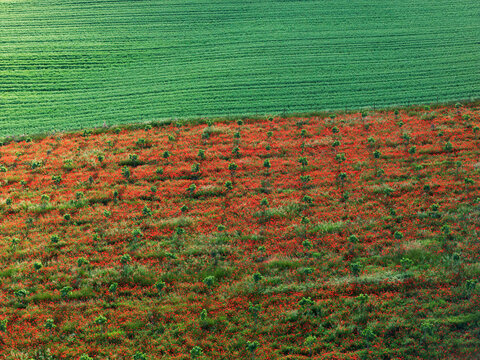 Colorful farmland pattern near Guadalajara in springtime