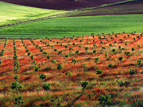 Rolling farmland with wildflower carpet near Guadalajara
