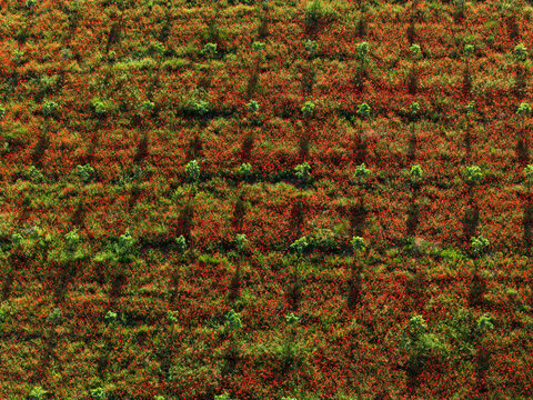 Aerial view of agave field pattern near Guadalajara, Spain