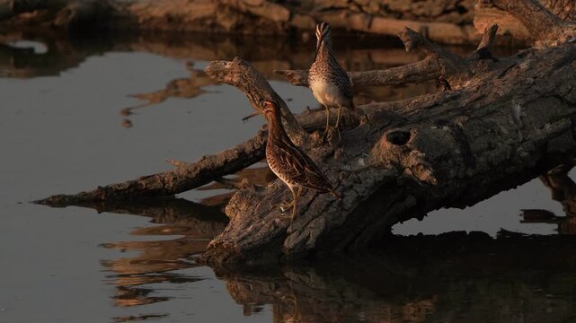 Two common snipes (Gallinago gallinago) standing on a sturdy branch of an old tree.