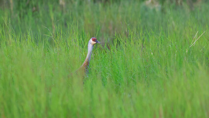 Fototapeta premium A sandhill crane with its heading popping up above green grasses