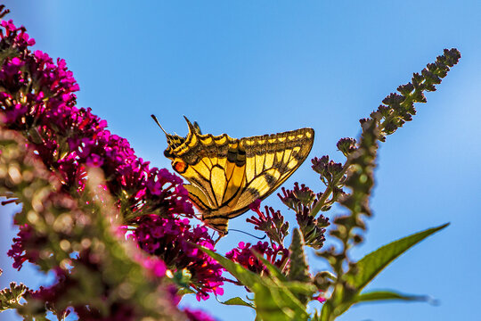 Schmetterling - Schwalbenschwanz - Falter - Allg&auml;u - Flieder