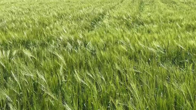 A vertical high-angle shot of a vibrant green barley field rippling and blowing under strong winds on a sunny day, showcasing textured agricultural crop movement and organic farming scenery.