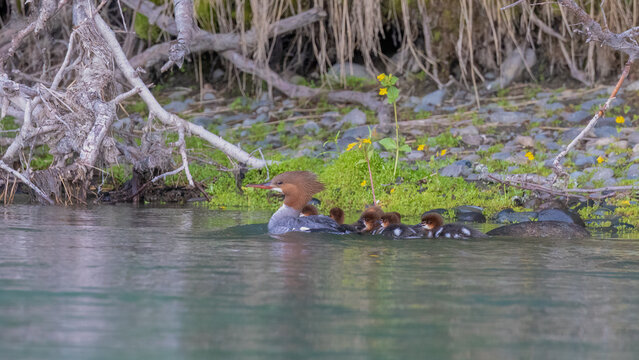 A female common merganser keeping her babies close as she swims on a river
