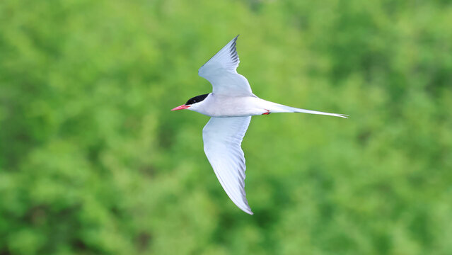 An arctic tern in flight with a green background
