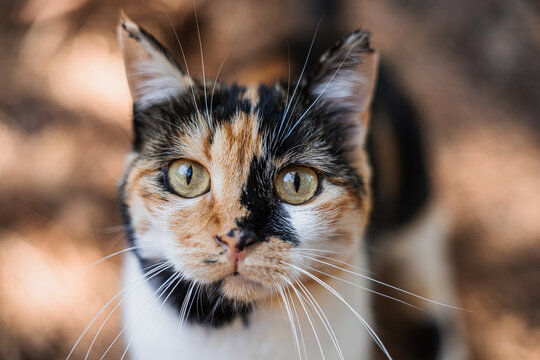 Curious calico stray cat with intense gaze