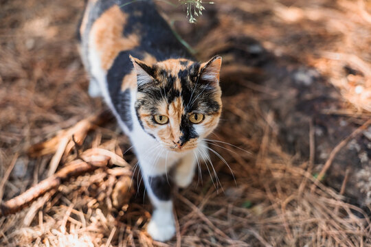 Calico stray cat wandering through the forest