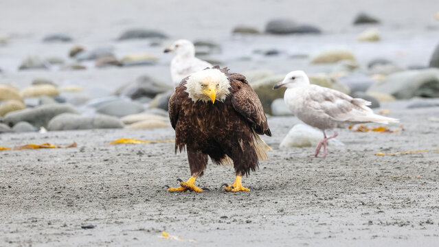 A bald eagle standing on the beach and facing the camera with one of its toes lifted as if saying tsk, tsk