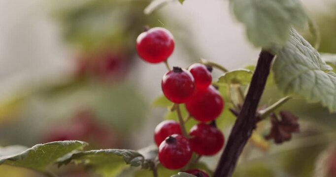 4K Red Currant Macro Video. Ripe Red Currants on Branch with Soft Bokeh in Natural Light.