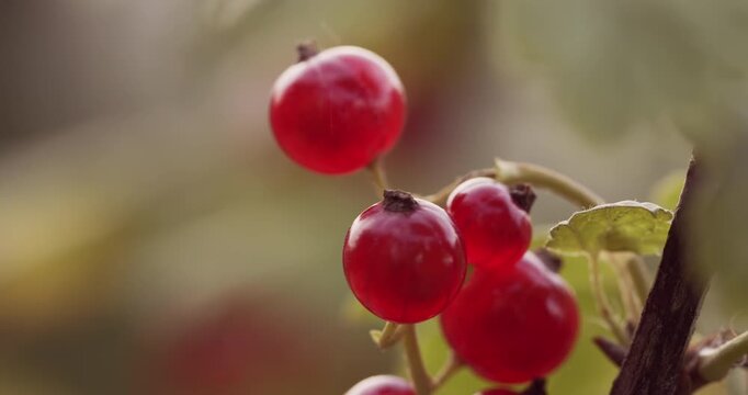 4K Red Currant Macro Video. Ripe Red Currants on Branch with Soft Bokeh in Natural Light.