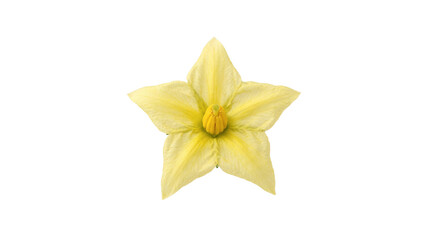 Fototapeta premium Single Yellow Star Shaped Tomato Flower Isolated on White Background for Botanical Design and Gardening Projects