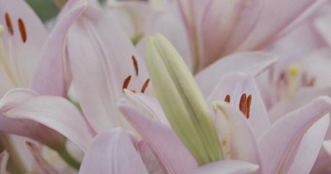 4K Pink White Lily Flower Macro Video. Blooming Flower Close Up with Soft Bokeh Background.