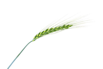 Fototapeta premium One green wheat spike isolated on white
