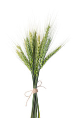 Fototapeta premium Bunch of green wheat spikes isolated on white