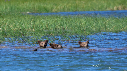 Three brown bear cubs swimming in the water with one bear looking at the camera © Linda
