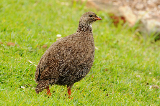 Cape spurfowl (Pternistis capensis) on a meadow at Kirstenbosch National Botanical Garden in Cape Town, South Africa