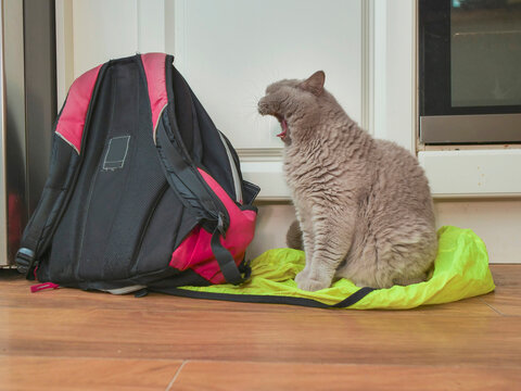 Funny looking British shorthair cat sitting on green rain cover of a travel backpack on a kitchen floor. Cat mouth is open and it seems it is hissing loud warning to whatever is inside.