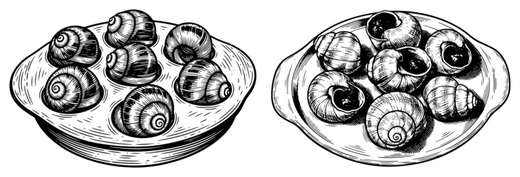 Escargots cooked snails served on plates in classic vintage engraving style