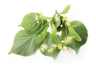 Linden tree branch with blossoms and leaves isolated on white, top view © New Africa