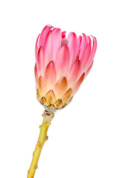 Beautiful king protea flower isolated on white