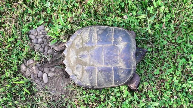 Snapping turtle authentic video, laying eggs away from water on green grass, say hand held video, soft focus, authentic movement