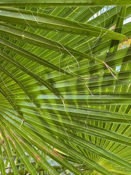 Palm leaves texture. Palm leaf closeup. Striped leaf. Selective focus.