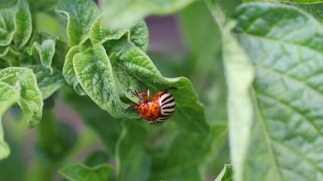Colorado potato beetle eats leaves
